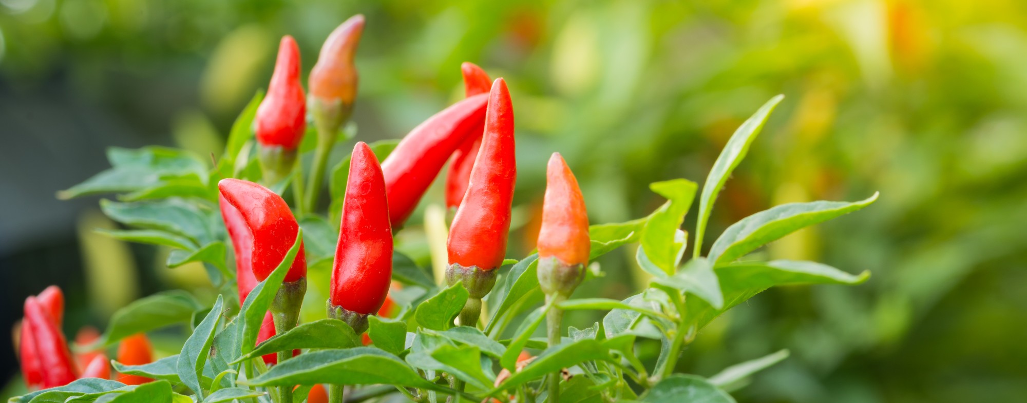 Chili pepper, chilli and rocoto